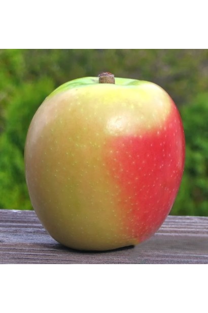 Яблоня ’Хидден Роуз’